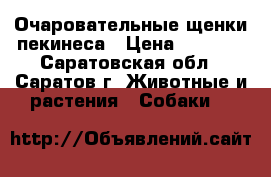 Очаровательные щенки пекинеса › Цена ­ 8 000 - Саратовская обл., Саратов г. Животные и растения » Собаки   